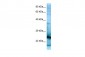 RPL15 antibody - N-terminal region